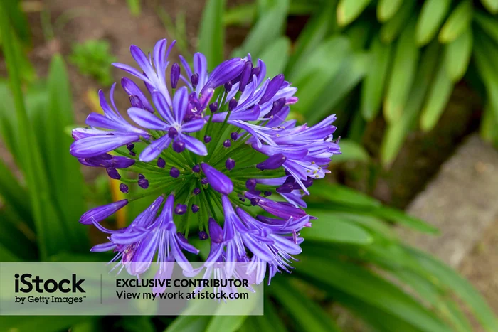 Agapanthus Praecox On The Andes Mountains
