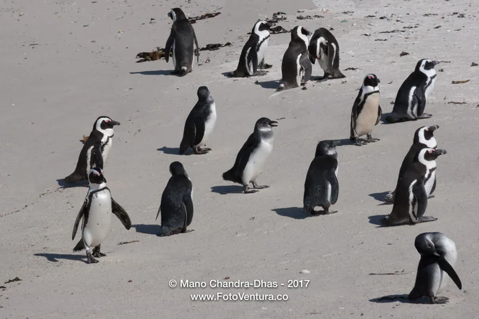 Boulders Beach, Cape Province, South Africa © Mano Chandra Dhas