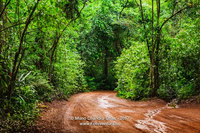 Brazil - The rain forest near Iguacu Falls