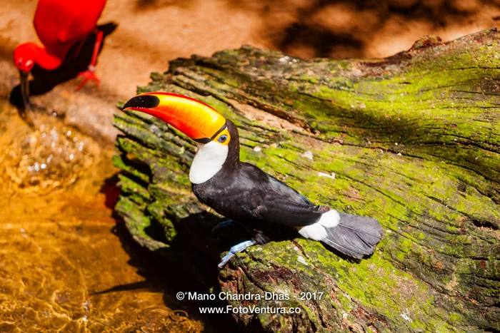 Toco Toucan in Brazilian rainforest.