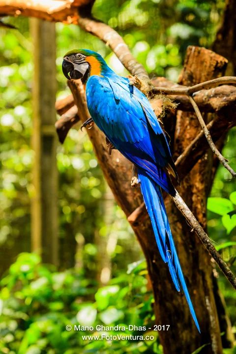 Blue and Gold Macaw in Brazilian rainforest.