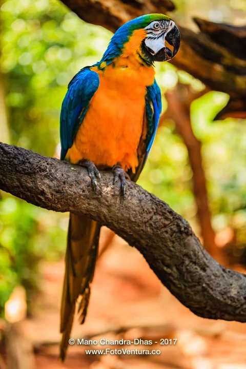 Blue and Gold Macaw in Brazilian rainforest.