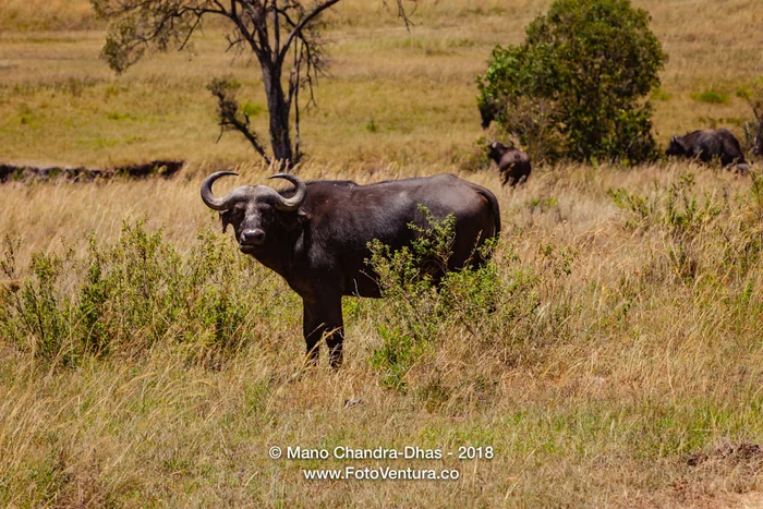 Kenya, East Africa - African Buffalo on the Masai Mara