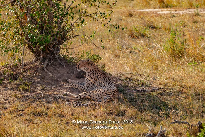 Kenya, East Africa - The Fastest Land Animal A Cheetah Rests On Masai Mara