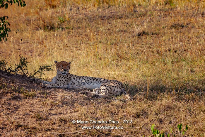 Kenya, East Africa - The Fastest Land Animal A Cheetah Rests On Masai Mara