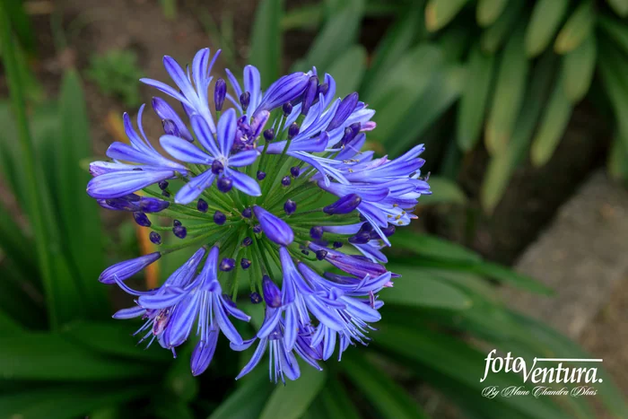 Bogota Colombia: An Umbel of the African Lily In The Garden.
