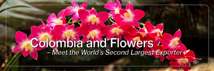 Orquídeas y flores de Colombia – FotoVentura