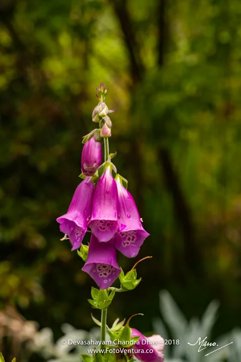 Wild Flowers In Colombia, South America - Digitalis Purpurea Or Commonly Known In English As Foxglove Growing Wild On The Shores Of The Embalse Del Neusa In The Cundinamarca Department.