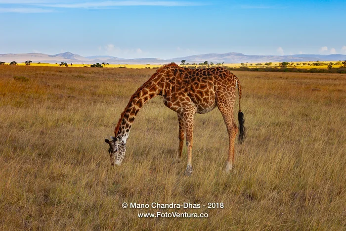 Kenya, East Africa - Giraffe Grazing On The Masai Mara In The Afternoon Sunlight