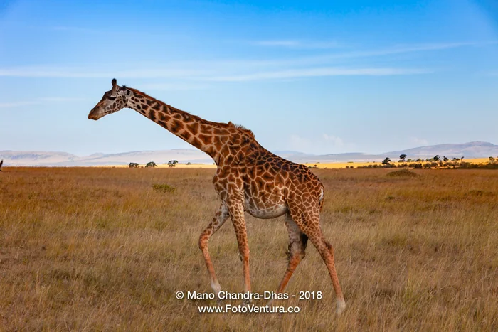 Kenya, East Africa - Giraffe Trots Away On The Masai Mara In The Afternoon Sunlight