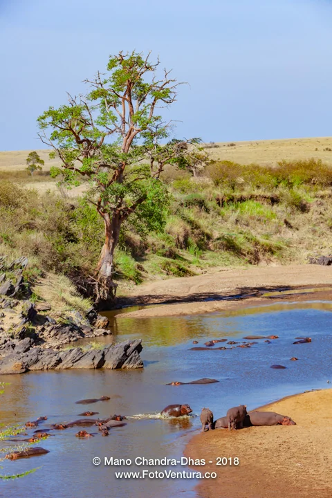 Kenya, East Africa - The Mara River In the Dry Season And A Hippopotamus Pod In Their Natural Habitat - Aerial Shot From Hot Air Balloon