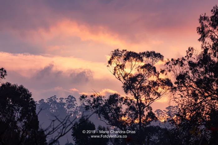 Kodaikanal, South India - Silhouette Of Eucalyptus Trees Against The Gold Of The Skies Created By The Setting Sun