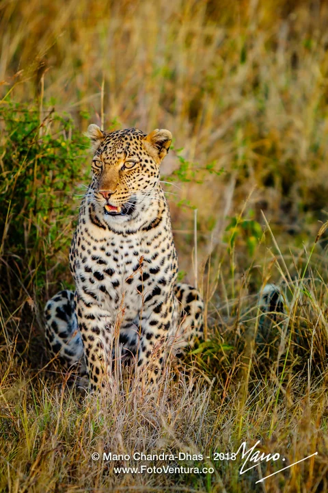 Kenya, East Africa - Leopard on Masai Mara