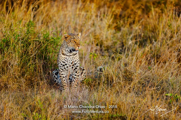 Kenya, East Africa - Almost Perfectly Camouflaged Leopard on Masai Mara