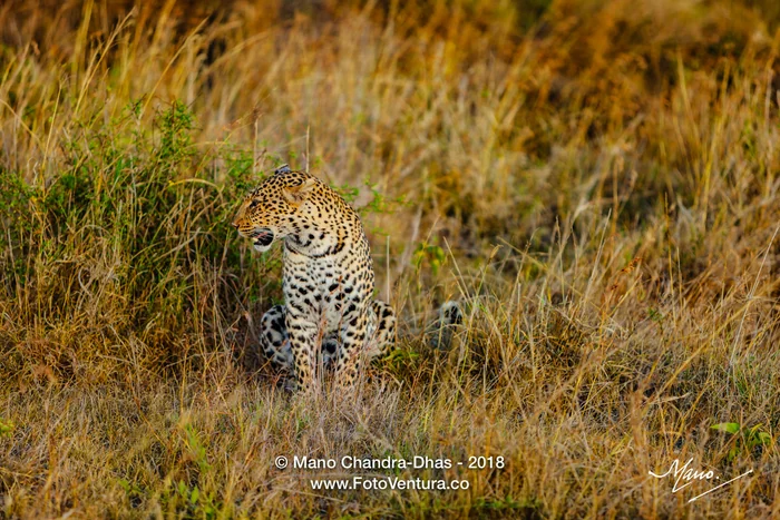 Kenya, East Africa - Almost Perfectly Camouflaged Leopard on Masai Mara