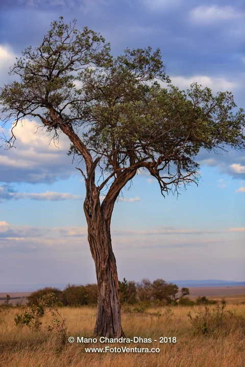 Kenya, East Africa - A Balanites Aegyptiaca Tree On The Masai Mara National Reserve At Sunset TIme