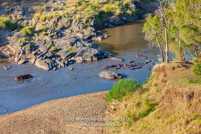 Kenya, East Africa - The Mara River In the Dry Season And Some Hippopotami In Their Natural Habitat - Aerial Shot From Hot Air Balloon