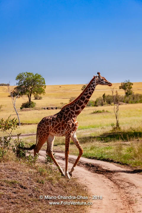 Masai Mara, Kenya - Tall Masai Giraffe Crosses A Dirt Safari Track In The Morning Sunlight