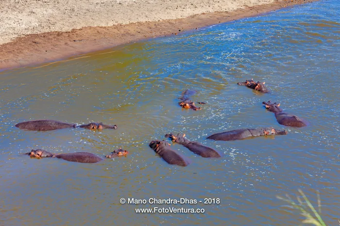 Masai Mara, Kenya - Hippopotami In The Mara River In The Masai Mara National Reserve; Aerial Shot From Hot AIr Balloon
