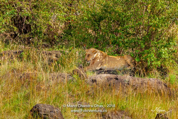 Kenya, East Africa - A Wild Lioness Rests In The Shade On the Masai Mara National reserve After A Hearty Meal Of Buffalo Meat