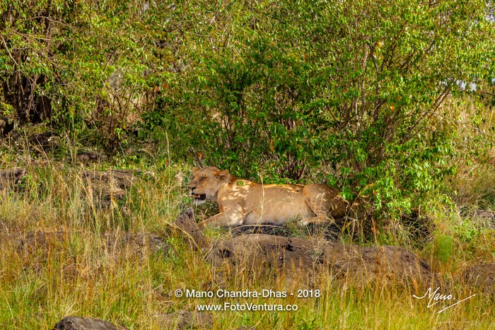 Kenya, East Africa - A Wild Lioness Rests In The Shade On the Masai Mara National reserve After A Hearty Meal Of Buffalo Meat