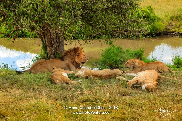Masai Mara, Kenya - Pride Of Lions Prepare For An Afternoon Siesta After A Big Meal