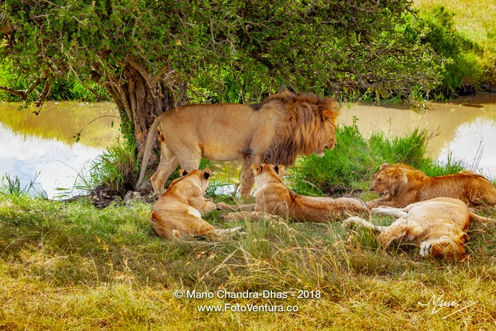 Masai Mara, Kenya - Pride Of Lions Prepare For An Afternoon Siesta After A Big Meal