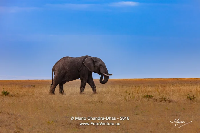 Kenya, East Africa - Single, Adult African Elephant on the Masai Mara National Reserve In The Late Afternoon Sunlight
