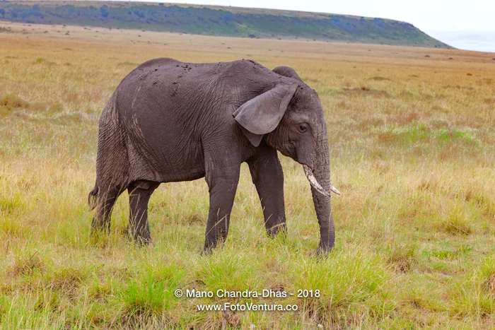 Mara Elephant 2