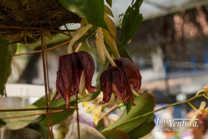 Unusual dark red orchid flowers in Bogotá