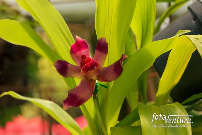 Bogotá, Colombia - A single Pescatoria or also called Bollea Orchid in the Garden