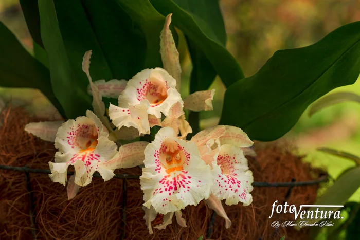 Beautiful Trichopilia Suavis Orchid in the Garden in Bogotá, Colombia