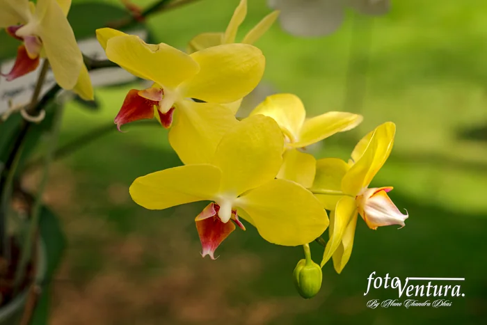 A Phalaenopsis Orchid Inflorescence in the Garden