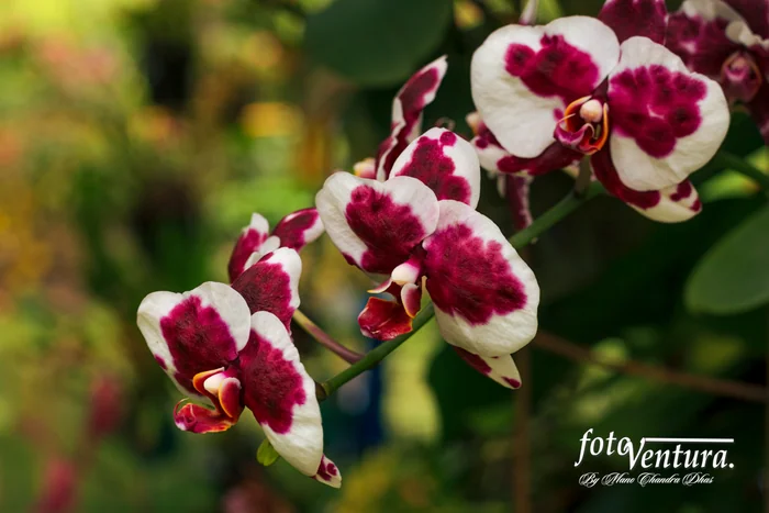 A Phalaenopsis Orchid Inflorescence in the Garden
