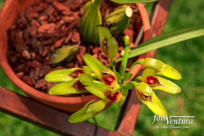 Bulbophyllum Graveolens Orchid Inflorescence
