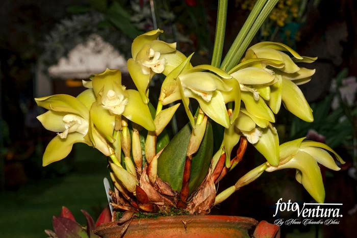 Sudamerlycaste Fimbriata Inflorescence in the Garden, in Bogotá, Colombia.