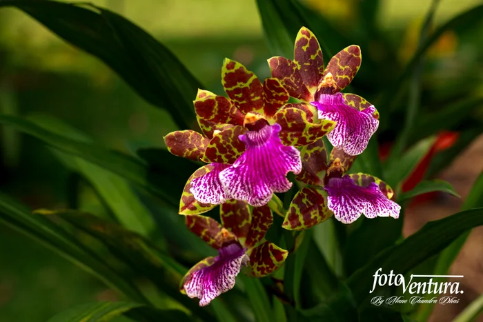 A Zygopetalum Inflorescence in the Garden, in Bogotá, Colombia.