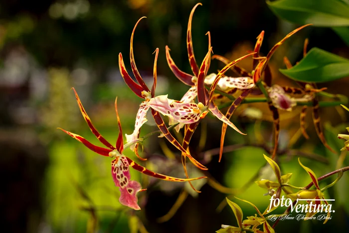 Brassia orchid, Inflorescence in the Garden, in Bogotá, Colombia.