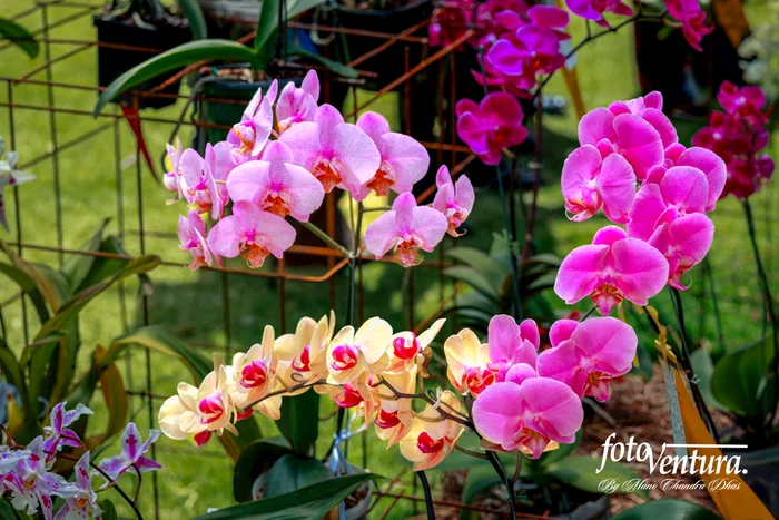 Three different coloured Phalaenopsis Inflorescence in the Garden, in Bogotá, Colombia.