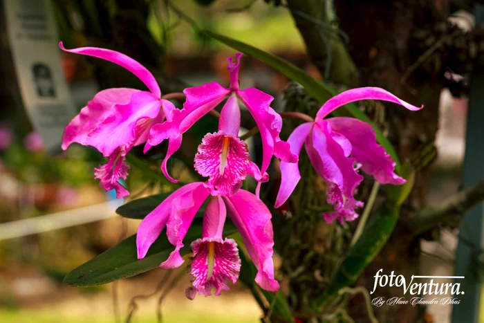 Cattleya Maxima Inflorescence in the Garden, in Bogotá, Colombia.
