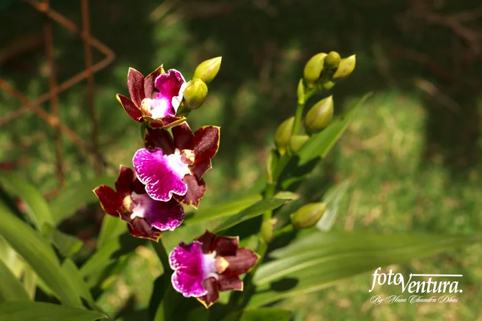 Zygopetalum Inflorescence in the Garden, in Bogotá, Colombia.