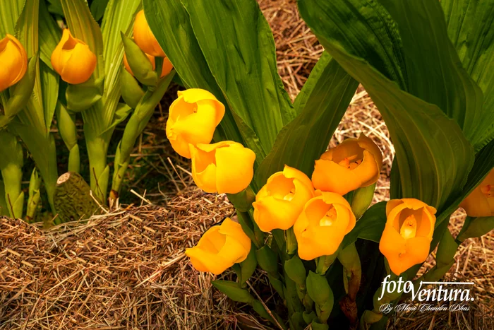 A rare Anguloa Clowesii Commonly Known as Tulip or Cradle Orchid Inflorescence in the Garden, in Bogotá, Colombia.