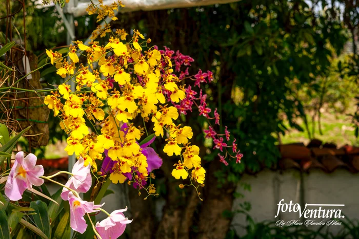 Different orchids inflorescence in the Garden, in Bogotá, Colombia.