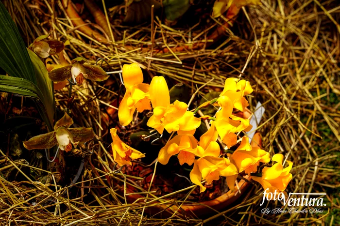 Lycaste Cruenta Inflorescence in the Garden, in Bogotá, Colombia.