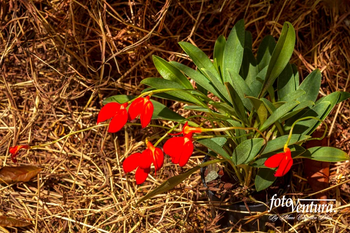 Masdevallia Ignea Commonly Known As Kite Orchid Inflorescence in the Garden