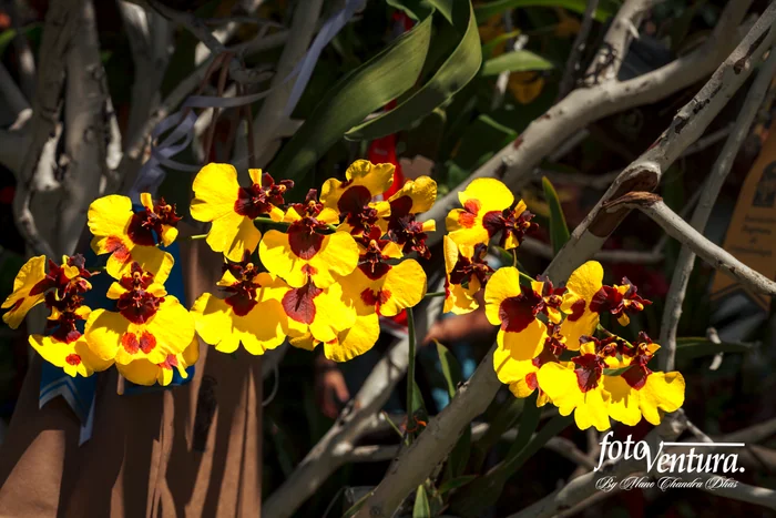 Oncidium Sphacelatum or Commonly Called the Dancing Ladies Orchid Inflorescence in the Garden
