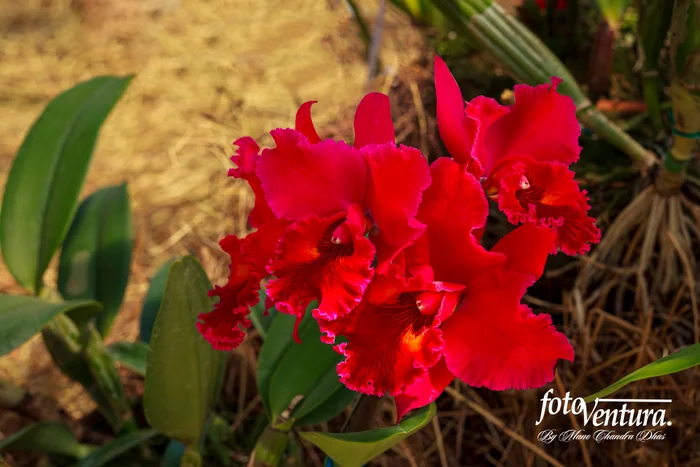 Red Cattleya Hybrid Orchid Inflorescence in the Garden