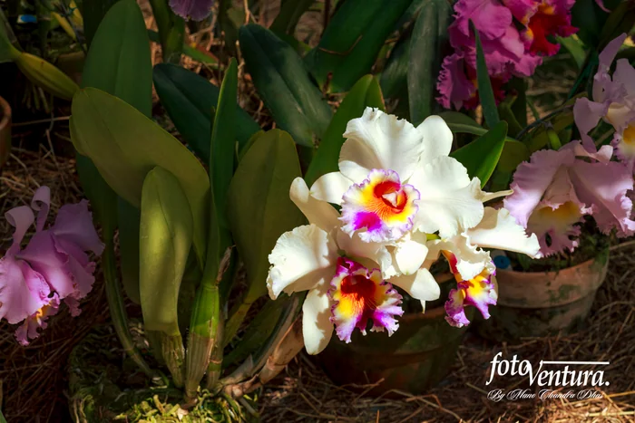 Cattleya Hybrid Orchid Inflorescence in the Garden