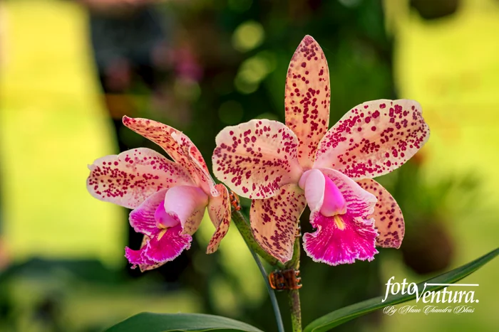 Cattleya Amethystoglossa Inflorescence, in a garden in Bogotá, Colombia.