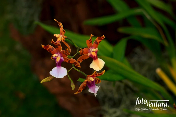 A Miltonia Clowesii, in a garden in Bogotá, Colombia.